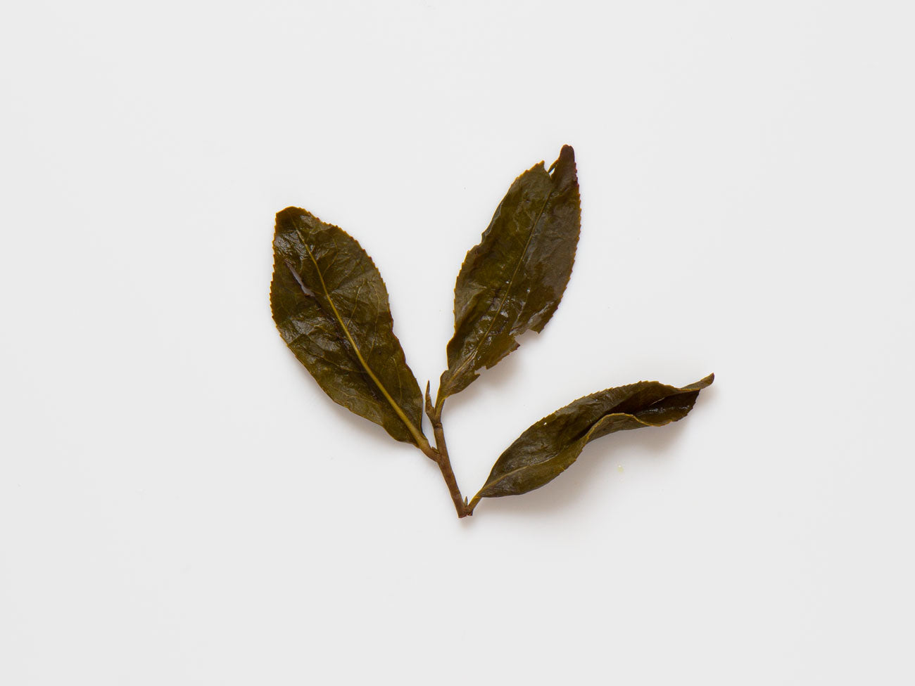 2012 Lishan Winter Sprout