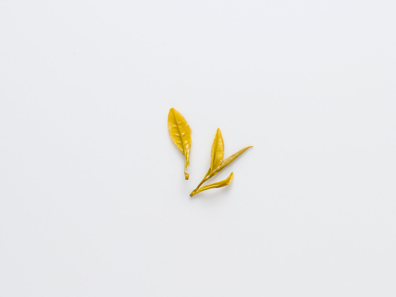 Huang Mudan, shot of wet leaves.
