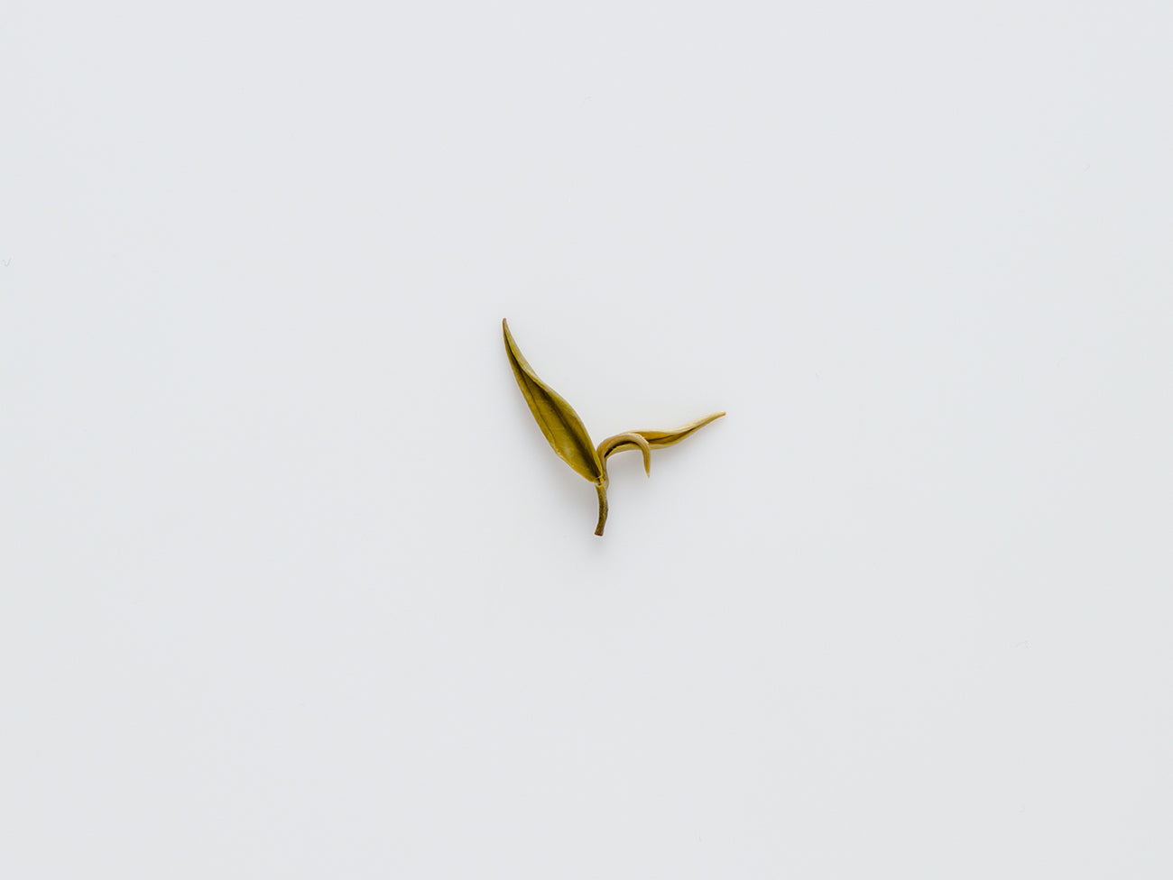 Snow Jasmine single leaf.