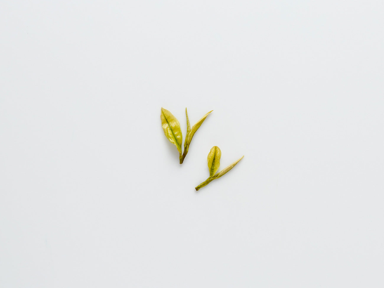 White Dragonwell