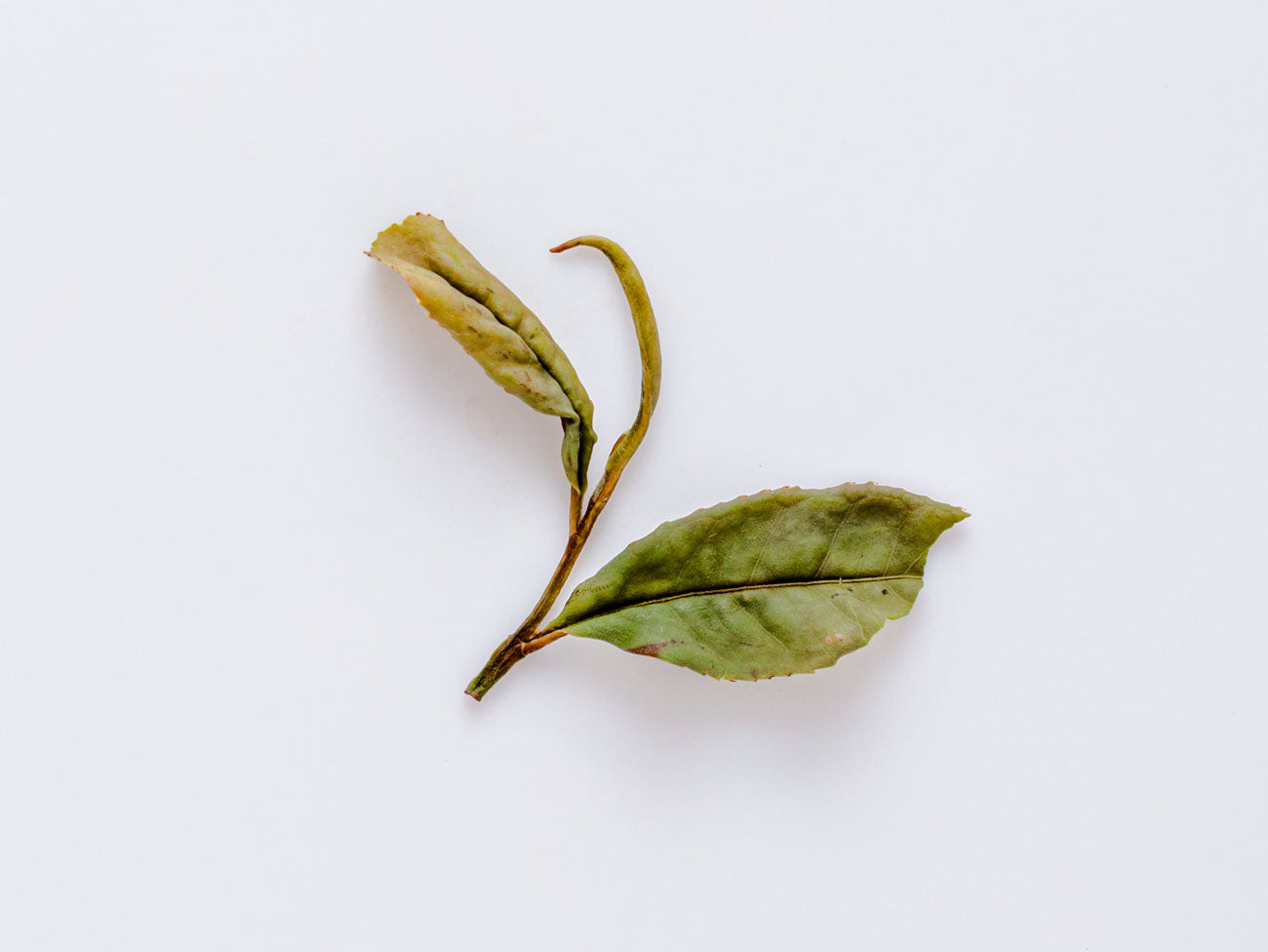 Gold Guanyin White Tea.