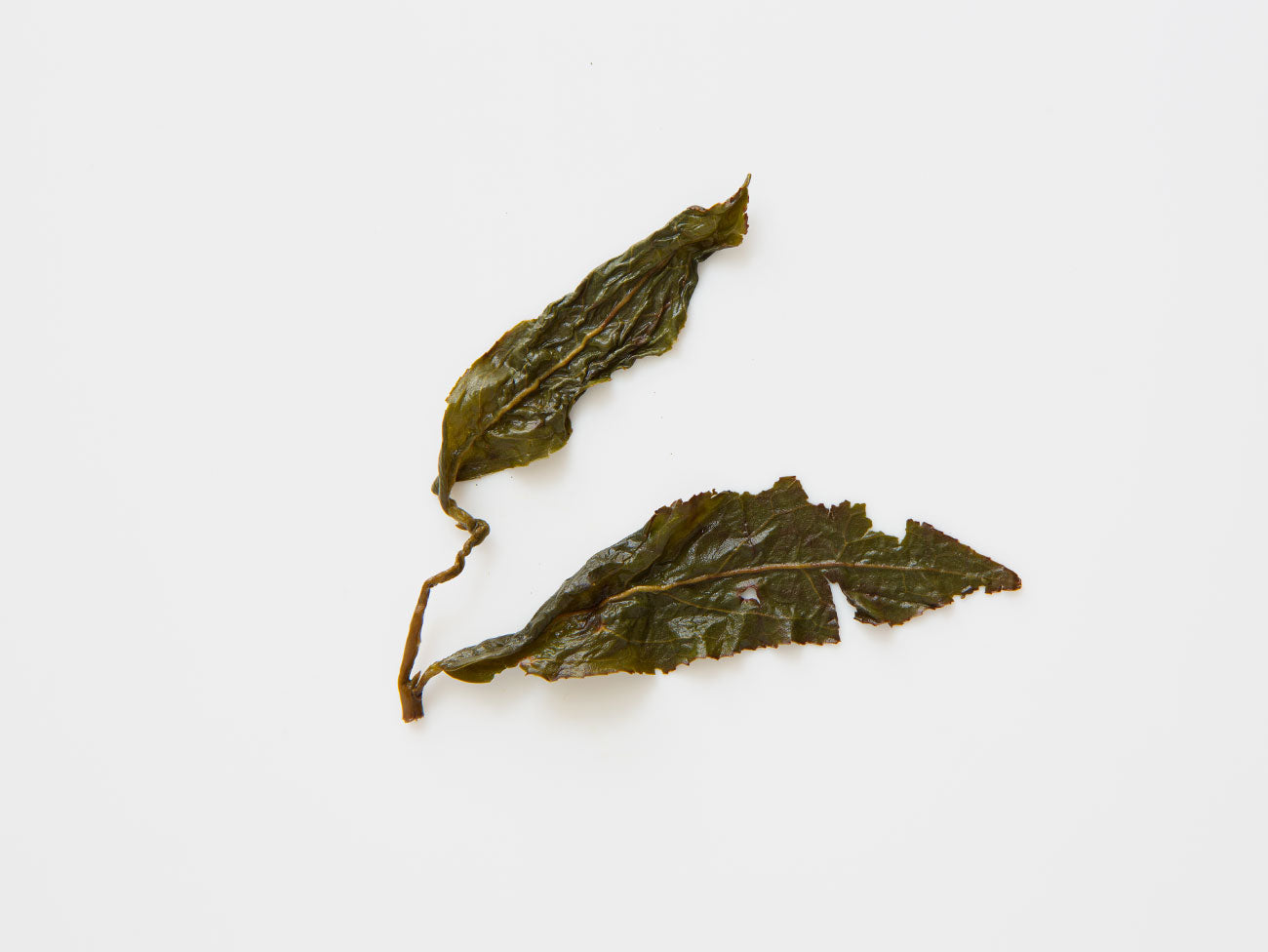 The Chen's New Garden, Light Roast. Wet leaves.