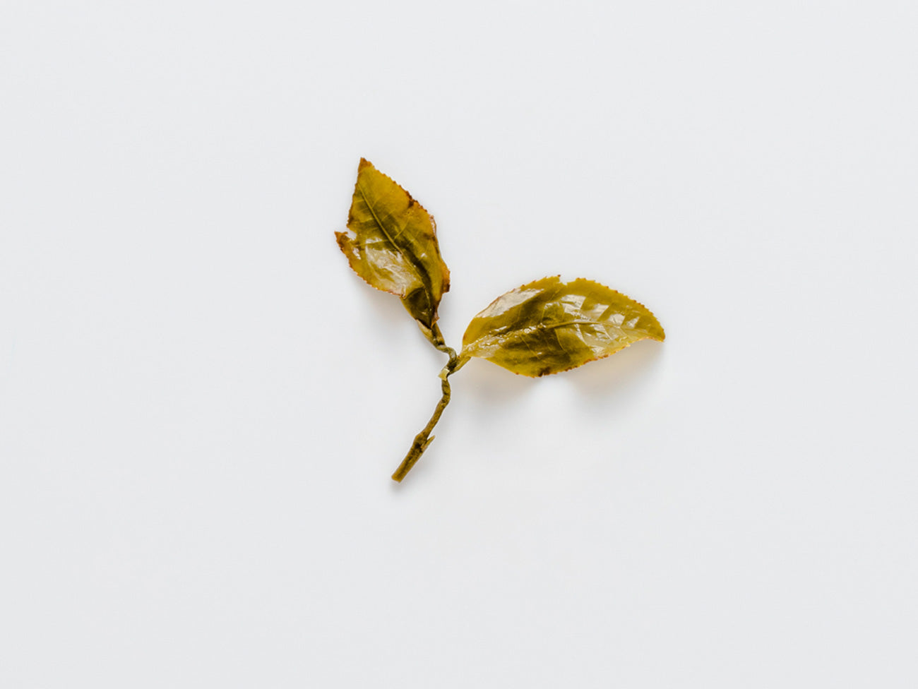 Shan Lin Xi Winter Sprout. aka Dong Pian