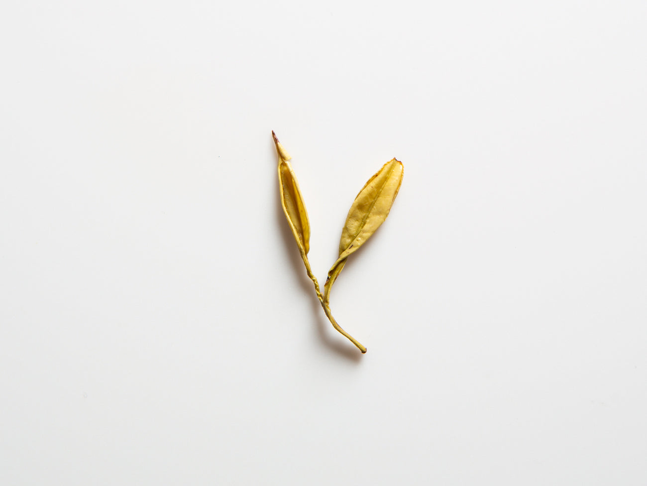 Gold Dragonwell Leaf