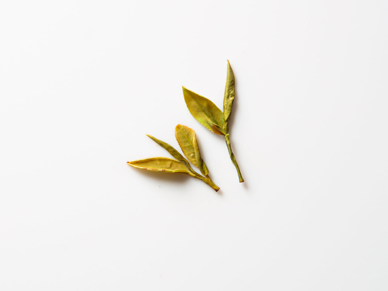 Gold Peony, green tea. wet leaf.