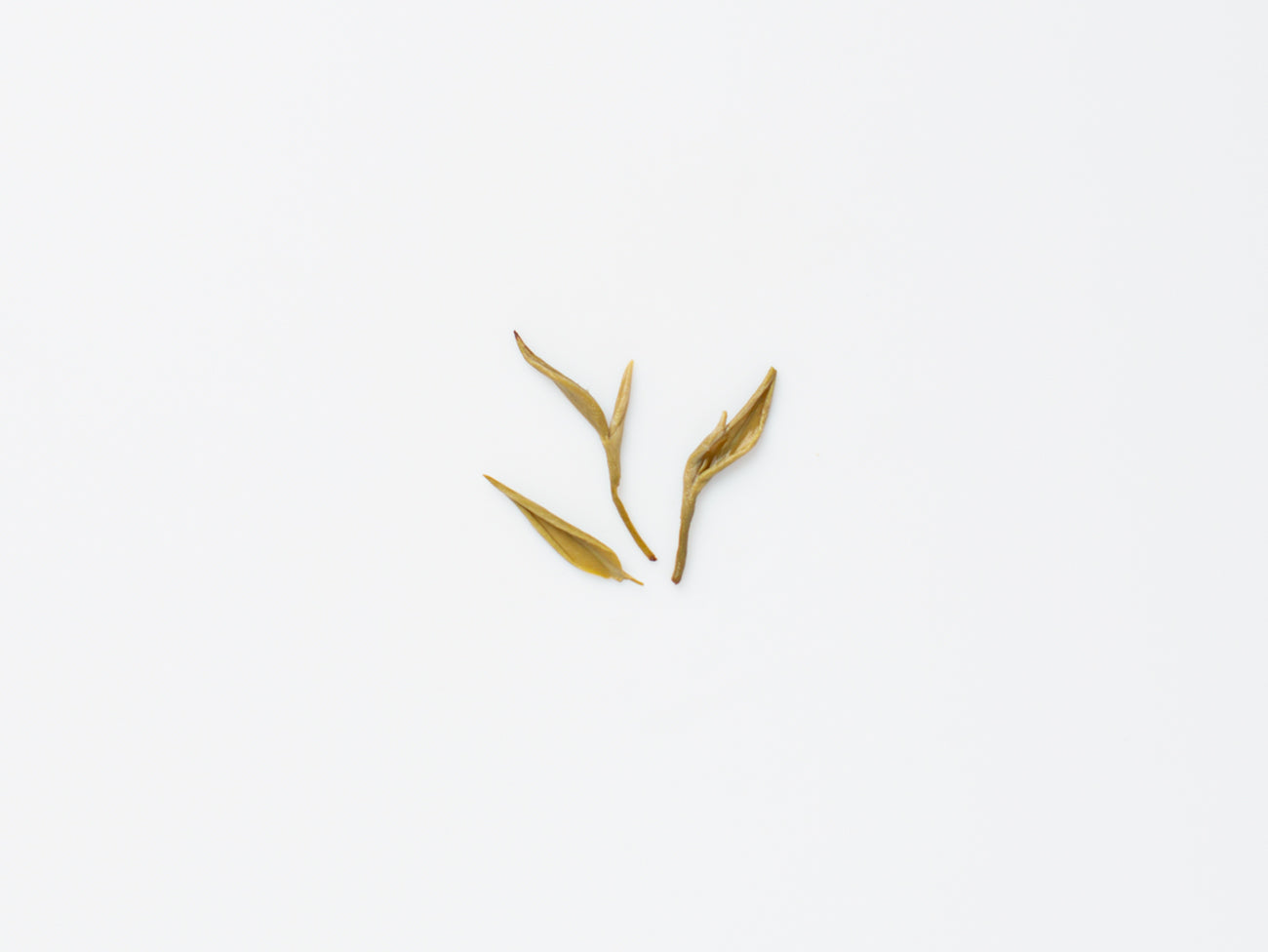 Snow Jasmine