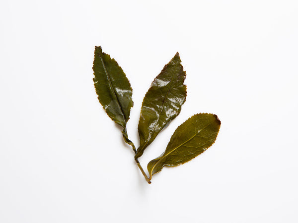 April 30 Gold. oolong leaf.