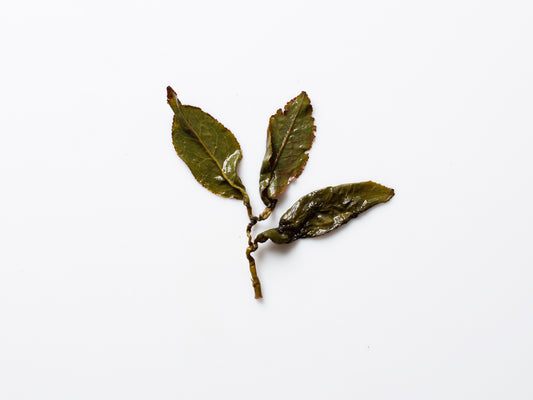 April 27 Gold. Charcoal Roasted Oolong. Shan Lin Xi.
