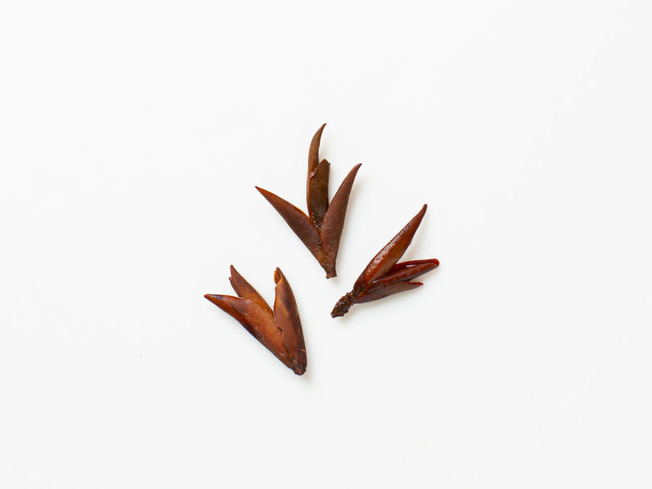 Tippy Wild Tree Yunnan Red