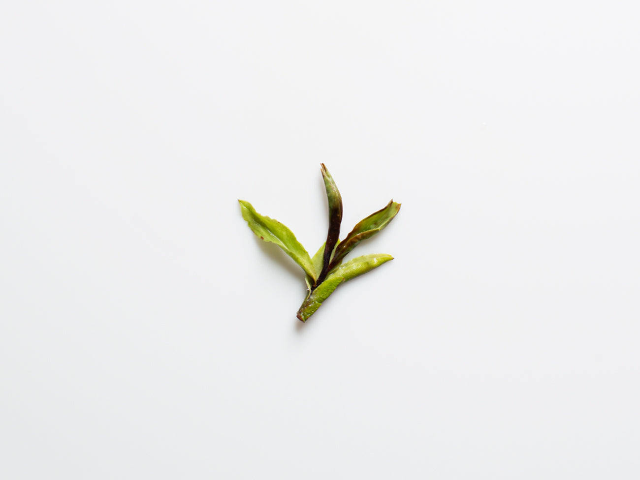 Wild Tree Yunnan White, open bud.
