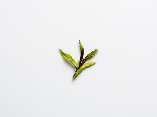 Wild Tree Yunnan White, open bud.