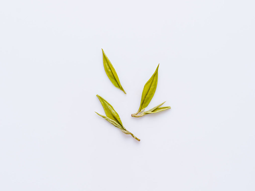 Baojing Huangjing Cha. A green tea from Hunan Province. Wet leaf photograph.