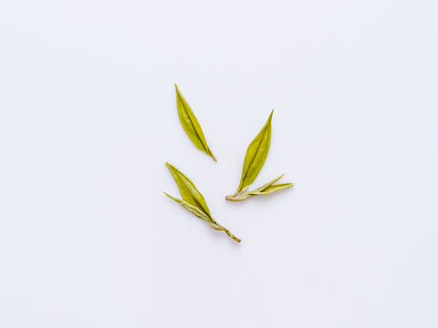 Baojing Huangjing Cha. A green tea from Hunan Province. Wet leaf photograph.