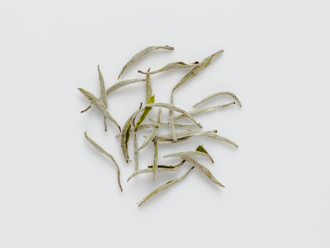 Arbor Yinzhen aka Silver Needle